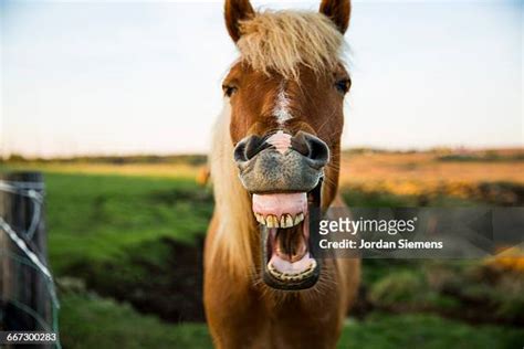 4,552 Funny Horses Stock Photos & High。